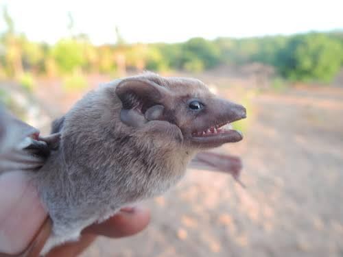 Egyptian Tomb Bat / エジプトツームコウモリ / Taphozous perforatus