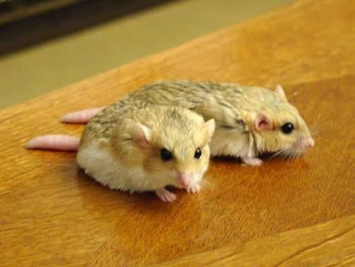 Fat-Tailed Gerbil / オブトアレチネズミ（ファットテールジャービル） / Pachyuromys duprasi(4-Pack)