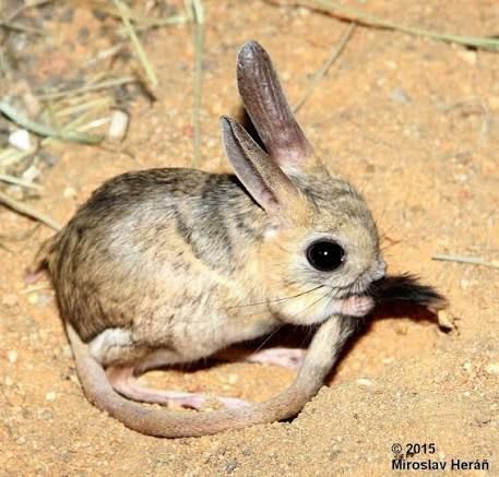 Four-toed Jerboa / ヨツユビトビネズミ / Scarturus tetradactylus(Pair)