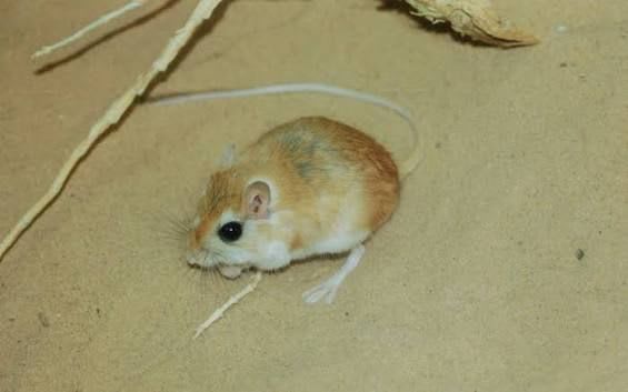 Anderson's Gerbil / アンダーソンアレチネズミ / Gerbillus andersoni(Pair)