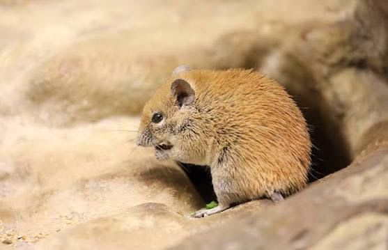 Golden Spiny Mouse (18-Pack) / キンイロトゲマウス(18匹セット) / Acomys russatus