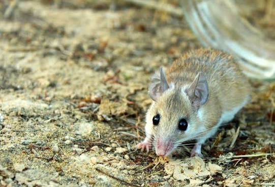 Cairo Spiny Mouse (20-Pack) / カイロトゲマウス(20匹セット) / Acomys cahirinus