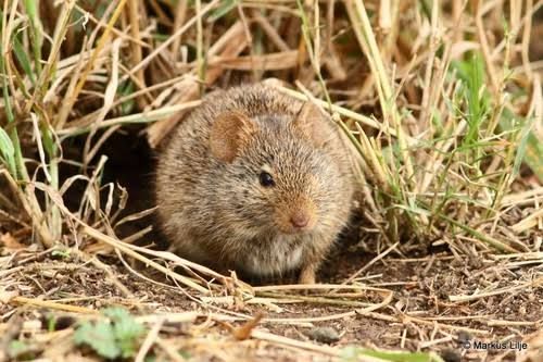 Nile Grass Rat (10-Pack) / ナイルクサネズミ(10匹セット) / Arvicanthis niloticus