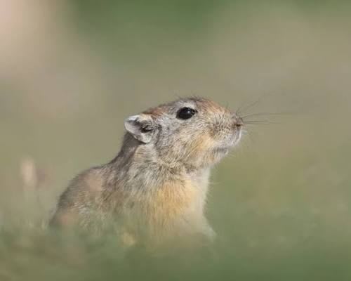 Fat Sand Rat (12-Pack) / フトスナネズミ(12匹セット) / Psammomys obesus