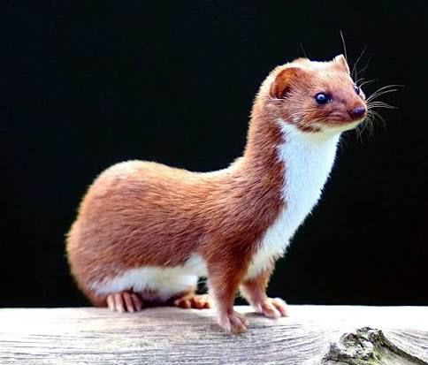 Least Weasel / イイズナ / Mustela nivalis
