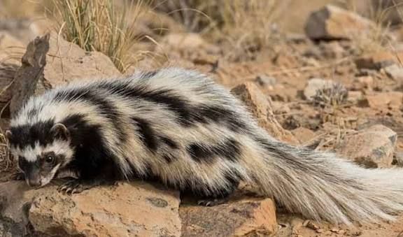 Libyan Striped Weasel / リビアシマイタチ / Poecilictis libyca