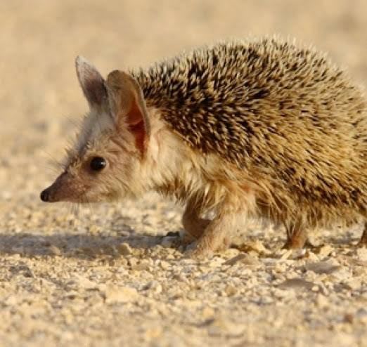 Desert Hedgehog (Pair) / サバクハリネズミ(ペア) / Paraechinus aethiopicus