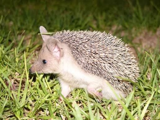 Long-eared Hedgehog (Pair) / オオミミハリネズミ(ペア) / Hemiechinus auritus