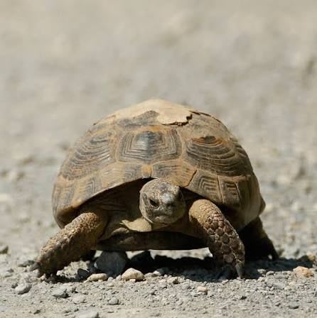 Greek Tortoise (Syrian Locality) (5-Pack) / ギリシャリクガメ(シリア産)(5匹セット) / Testudo graeca