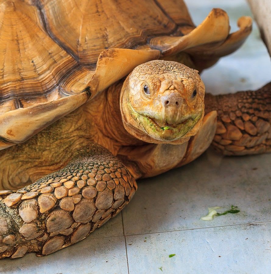 Golden Greek Tortoise (Pair) / ゴールデングリークリクガメ(ペア) / Testudo graeca