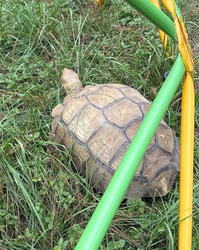 Sulcata Tortoise (75cm, Giant Adult) / ケヅメリクガメ(75cm・特大サイズ) / Centrochelys sulcata