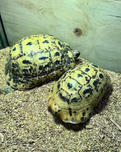 Greek Tortoise (Libyan Locality) (Pair) / キレナイカギリシャリクガメ / リビアギリシャリクガメ(ペア) / Testudo graeca