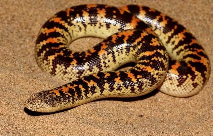 Egyptian Sand Boa (7-Pack) / エジプトサンドボア(7匹セット) / Eryx colubrinus colubrinus