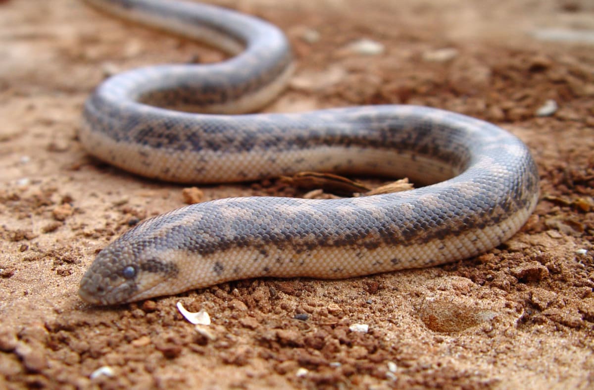 Javelin Sand Boa (4-Pack) / ジャベリンスナボア(4匹セット) / Eryx jaculus