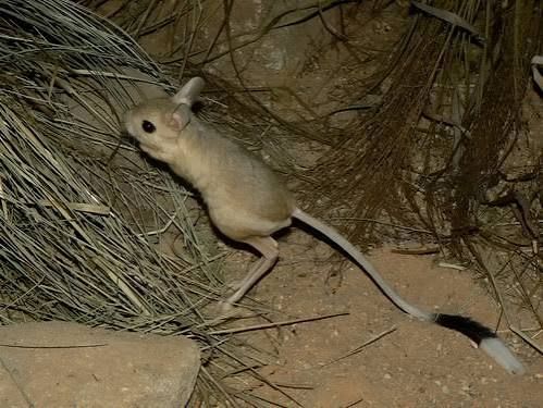 Greater Egyptian Jerboa (Pair) / オオミユビトビネズミ(ペア) / Jaculus orientalis