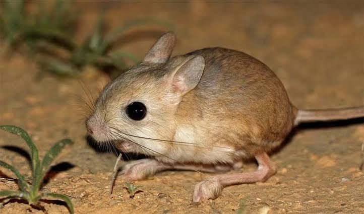 Lesser Egyptian Jerboa (Pair) / ミユビトビネズミ(ペア) / Jaculus jaculus
