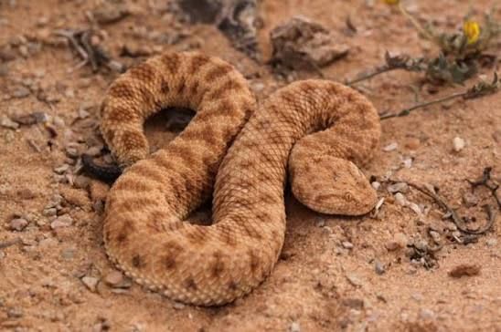 Sahara Sand Viper (Pair) / サハラスナクサリヘビ(ペア) / Cerastes vipera