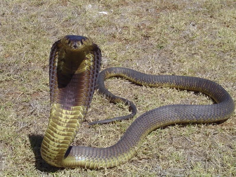 Egyptian Cobra / エジプトコブラ / Naja haje