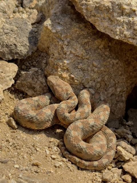 Palestine Saw-scaled Viper / パレスチナノコギリヘビ / Echis coloratus
