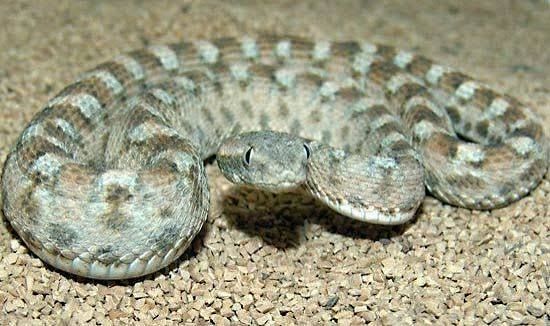 Saw-scaled Viper / ノコギリヘビ / Echis carinatus