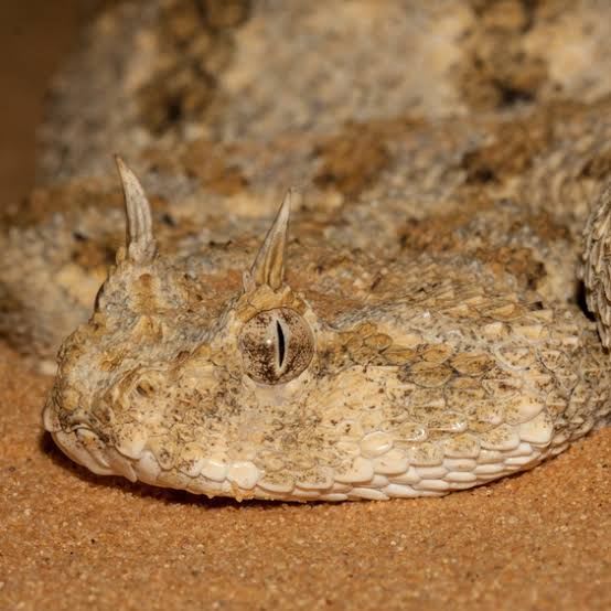 Saharan Horned Viper (Pair) / サハラツノクサリヘビ(ペア) / Cerastes cerastes cerastes