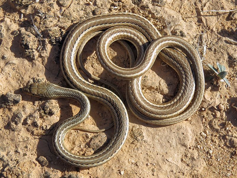 Egyptian Sand Snake (8-Pack) / エジプトスナヘビ(8匹セット) / Psammophis schokari aegyptius