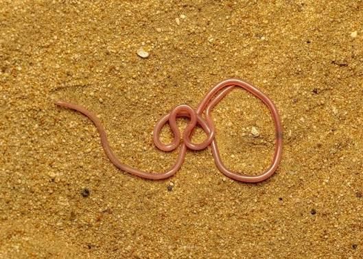 Cairo Thread Snake (20-Pack) / カイロホソメクラヘビ(20匹セット) / Leptotyphlops cairi