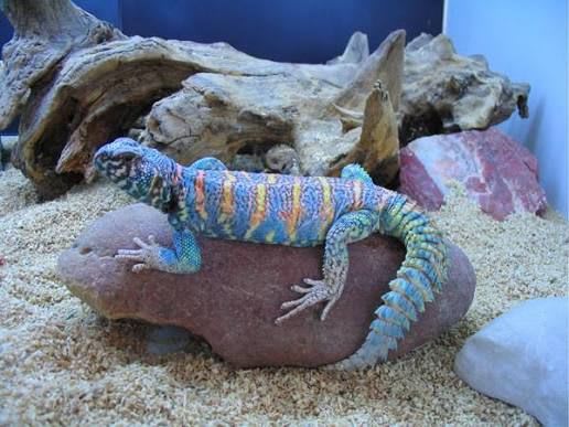 Ornate Spiny-tailed Lizard (Pair) / オルナータトゲオアガマ(ペア) / Uromastyx ornata