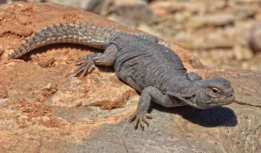 Moroccan Spiny-tailed Lizard / ロリカータトゲオアガマ / Saara loricata