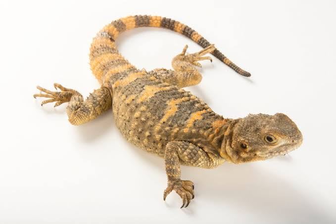 Starred Agama (Painted) (8-Pack) / ホシアガマ(ブラキダクティラ亜種)(8匹セット) / Laudakia stellio brachydactyla