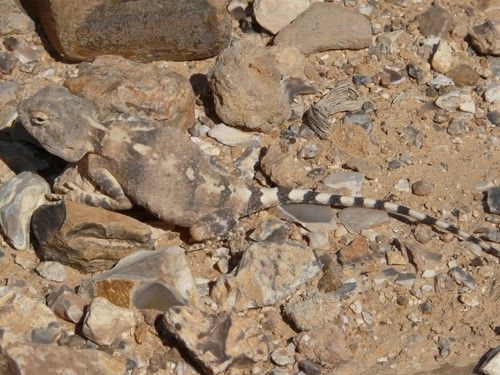 Pale Agama (12-Pack) / パリダアガマ(12匹セット) / Trapelus pallidus pallidus