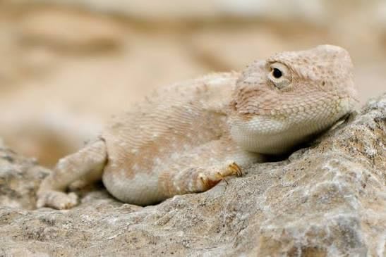 Changeable Agama (11-Pack) / ムタビリスアガマ(11匹セット) / Trapelus mutabilis