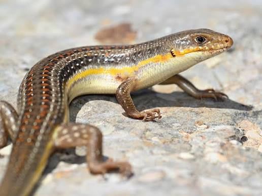 Schneider's Skink (9-Pack) / コガネスキンク(9匹セット) / Eumeces schneideri