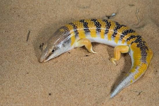 Sandfish Skink (15-Pack) / サンドフィッシュ(15匹セット) / Scincus scincus