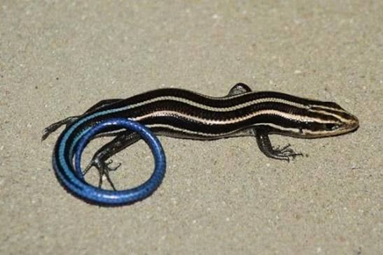 Five-lined Bean Skink (18-Pack) / ゴスジマブヤ(18匹セット) / Trachylepis quinquetaeniata