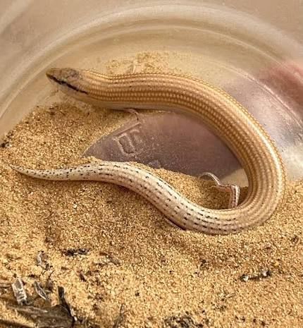 Audouin's Sand Skink (15-Pack) / セプソイデストカゲ(15匹セット) / Chalcides sepsoides