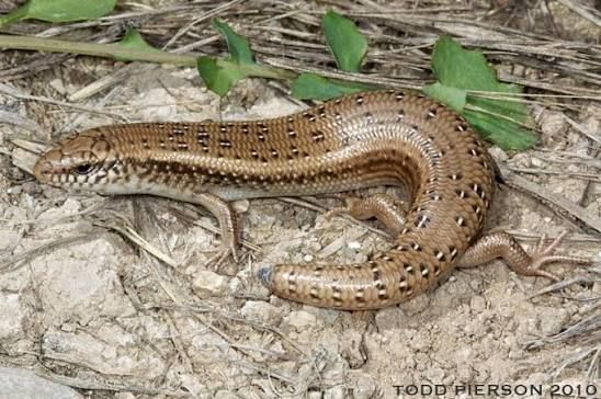 Ocellated Skink (18-Pack) / オケラータスキンク(18匹セット) / Chalcides ocellatus