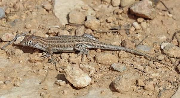 Bosc's Fringe-toed Lizard (20-Pack) / ボスクトゲアシトカゲ(20匹セット) / Acanthodactylus boskianus