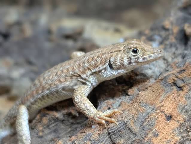 Nidua Fringe-toed Lizard (20-Pack) / ニドゥアトゲアシトカゲ(20匹セット) / Acanthodactylus scutellatus