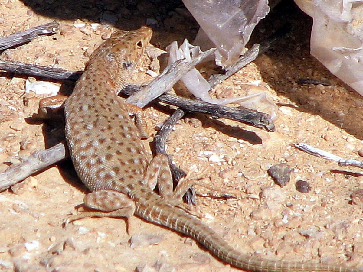 Small-spotted Lizard (20-Pack) / コスポットサバクトカゲ(20匹セット) / Eremias guttulata