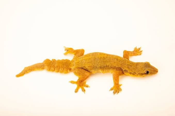Yellow-bellied House Gecko (20-Pack) / キバライエヤモリ(20匹セット) / Hemidactylus flaviviridis
