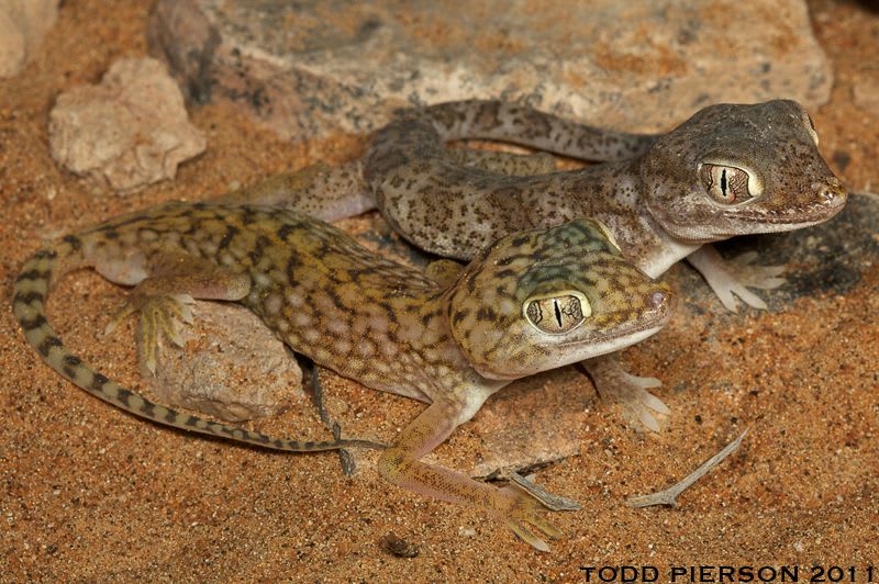 Elegant Gecko (Fayoum) (18-Pack) / ステノダクティルス(ファイユーム産)(18匹セット) / Stenodactylus stenodactylus