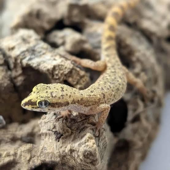 Tripolitanian Pygmy Gecko (20-Pack) / トロピオコロテス・トリポリタヌス(20匹セット) / Tropiocolotes tripolitanus