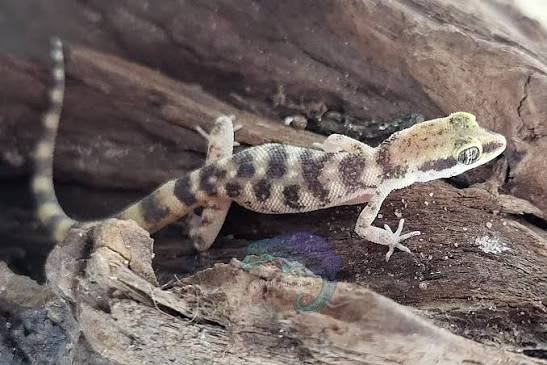 Steudner's Pygmy Gecko (20-Pack) / トロピオコロテス・ステウドネリ(20匹セット) / Tropiocolotes steudneri