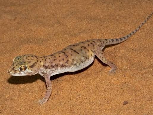 Petrie's Dune Gecko (18-Pack) / ペトリーサバクユビヤモリ(18匹セット) / Stenodactylus petrii