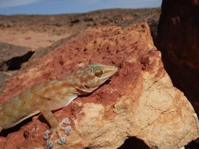 Ragazzi's Fan-footed Gecko (Aswan) (13-Pack) / ラガジーオウギアシヤモリ(アスワン産)(13匹セット) / Ptyodactylus ragazzii