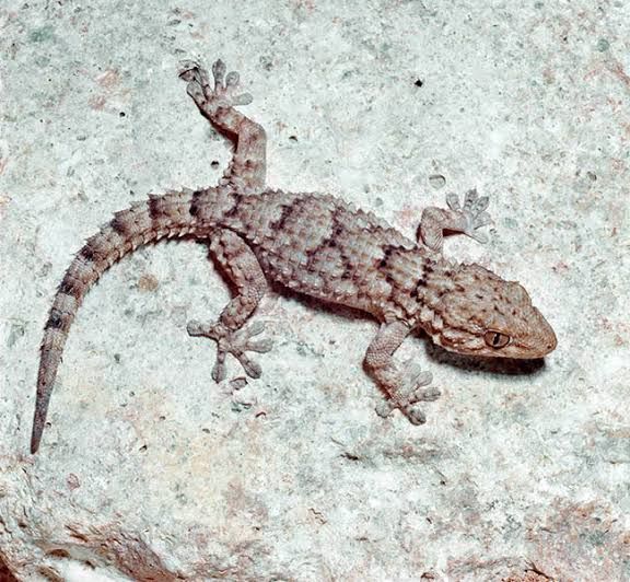 Moorish Gecko (18-Pack) / モーリタニアヤモリ(18匹セット) / Tarentola mauritanica