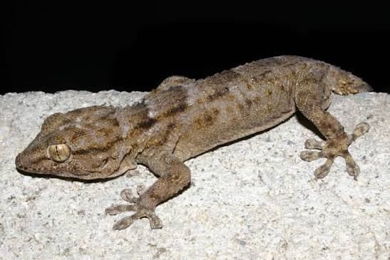 White-spotted Wall Gecko (15-Pack) / シロテンカベヤモリ(15匹セット) / Tarentola annularis