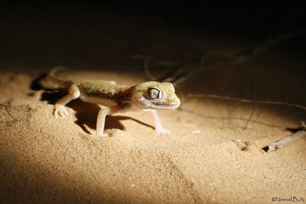 Elegant Gecko (18-Pack) / ステノダクティルス(18匹セット) / Stenodactylus stenodactylus