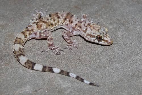 Mediterranean House Gecko (20-Pack) / チュウカイイエヤモリ(20匹セット) / Hemidactylus turcicus